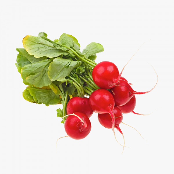 ریشه چغندر